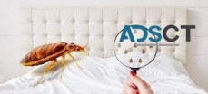 Bed Bug Control Brisbane