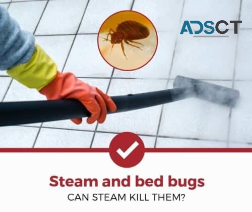 Bed Bug Control Brisbane