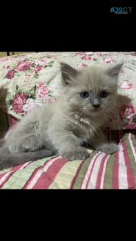 BEAUTIFUL PURE MINK RAGDOLL KITTENS 