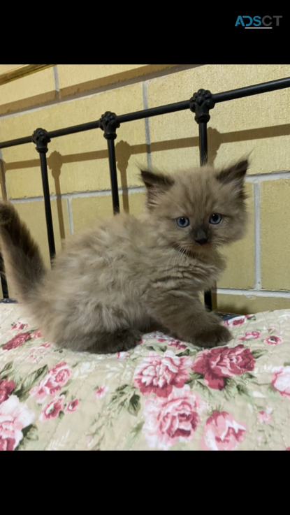 BEAUTIFUL PURE MINK RAGDOLL KITTENS 