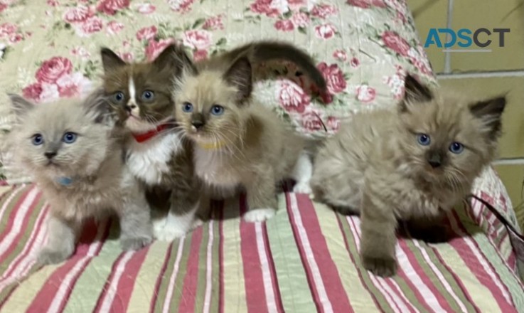 BEAUTIFUL PURE MINK RAGDOLL KITTENS 