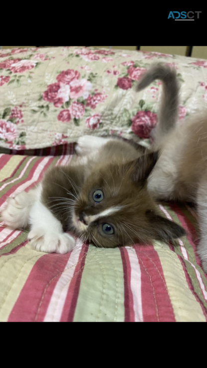 BEAUTIFUL PURE MINK RAGDOLL KITTENS 