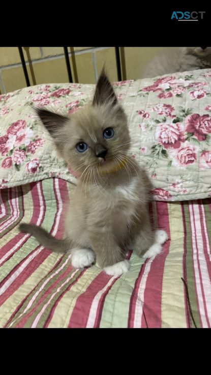 BEAUTIFUL PURE MINK RAGDOLL KITTENS 