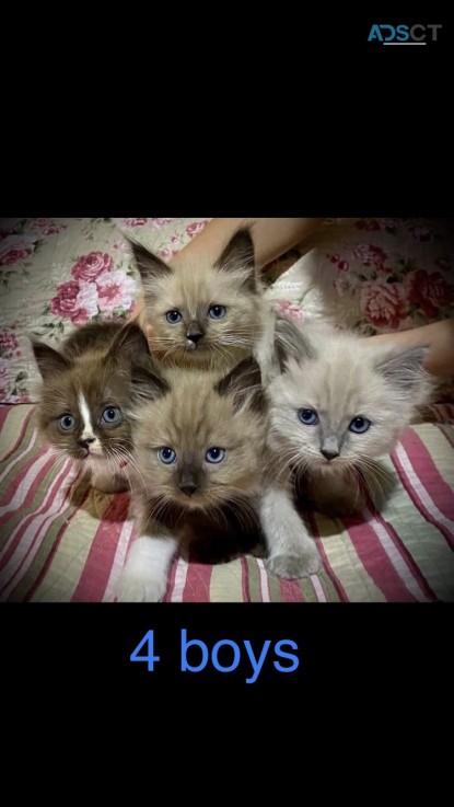 BEAUTIFUL PURE MINK RAGDOLL KITTENS 