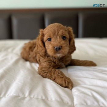 Cavoodle puppies for sale 