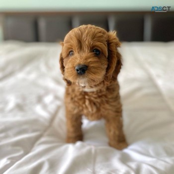 Cavoodle puppies for sale 