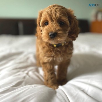 Cavoodle puppies for sale 