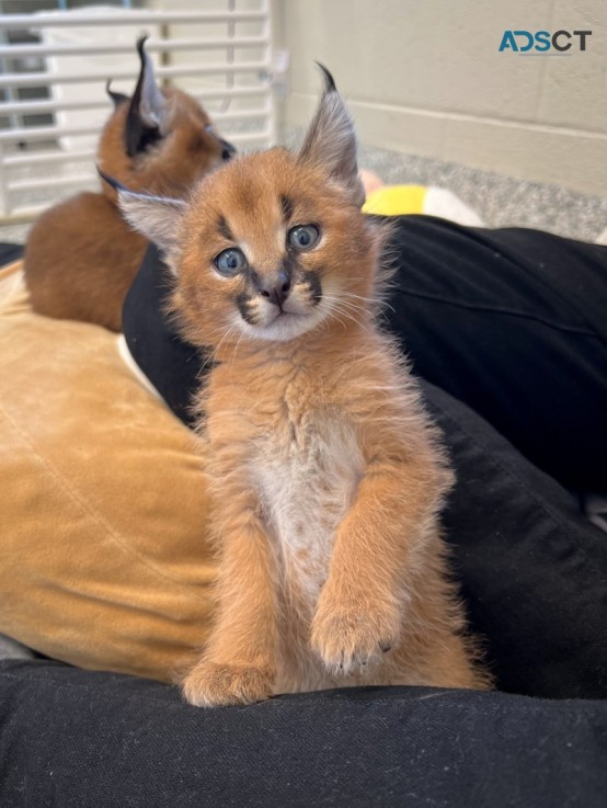 Caracal kitten,Africa Serval kitten,Ocel