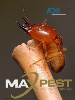 Termite Control Melbourne