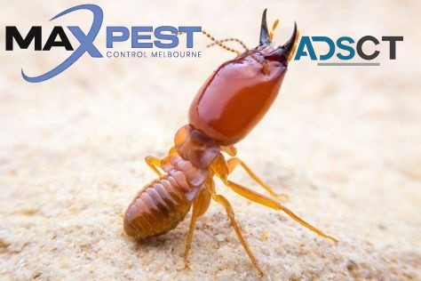 Termite Control Melbourne