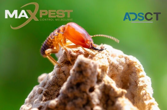 Termite Control Melbourne