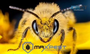 Bee and Wasp Removal Brisbane