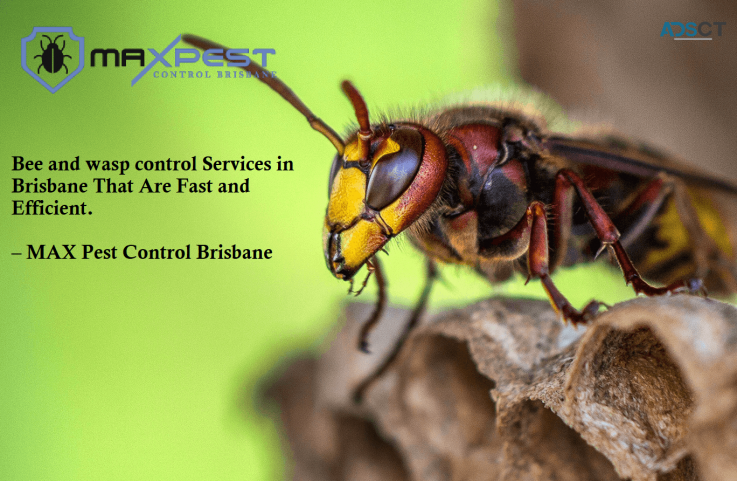 Bee and Wasp Removal Brisbane