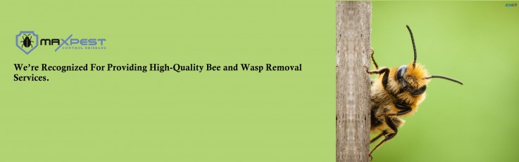 Bee and Wasp Removal Brisbane