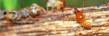 Termite Control Hobart