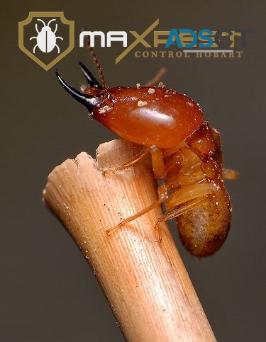 Termite Control Hobart