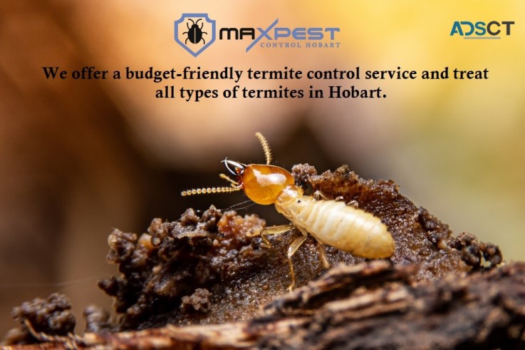 Termite Control Hobart