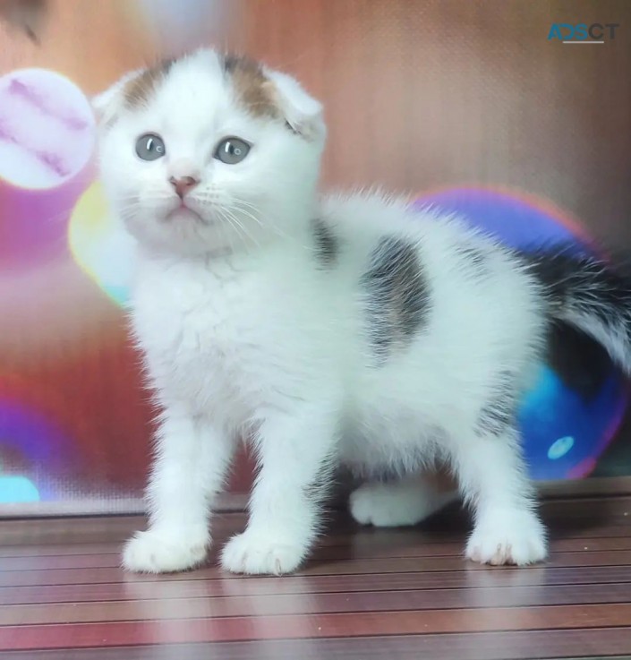 White Scottish fold kittens for sale