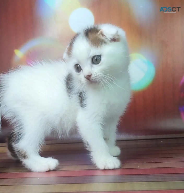 White Scottish fold kittens for sale