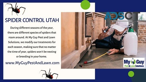 Spider Control Utah