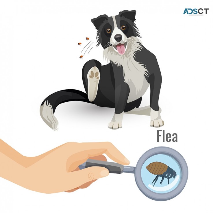 Flea Removal Hobart