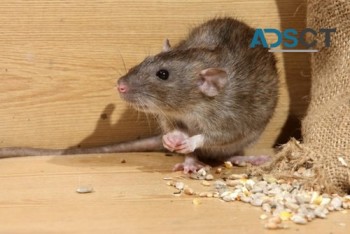 Rodent Control Brisbane