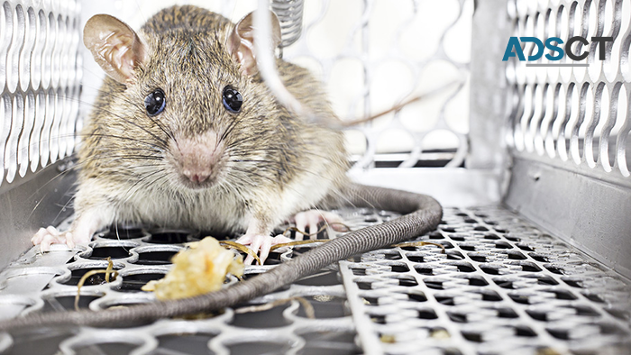 Rodent Control Brisbane