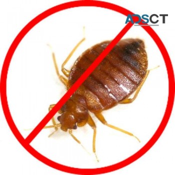 Bed Bug Removal Brisbane