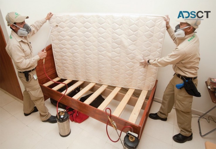 Bed Bug Removal Brisbane