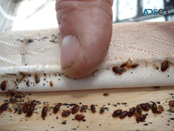 Bed Bug Removal Brisbane