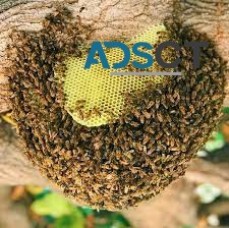 Bee Removal Brisbane