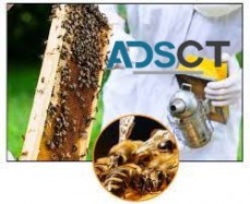 Bee Removal Brisbane