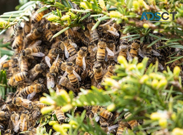 Bee Removal Brisbane