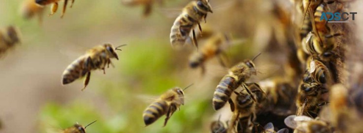 Bee Removal Brisbane