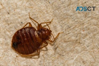 Bed Bug Control Brisbane