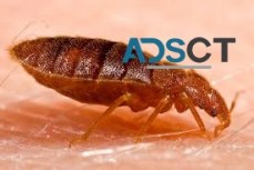 Bed Bug Control Brisbane