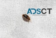 Bed Bug Control Brisbane