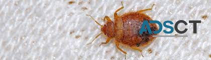 Bed Bug Control Brisbane