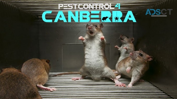 Rodent Control Canberra