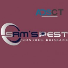 Termite Control Brisbane