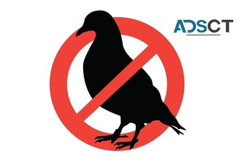 Bird Pest Control Melbourne