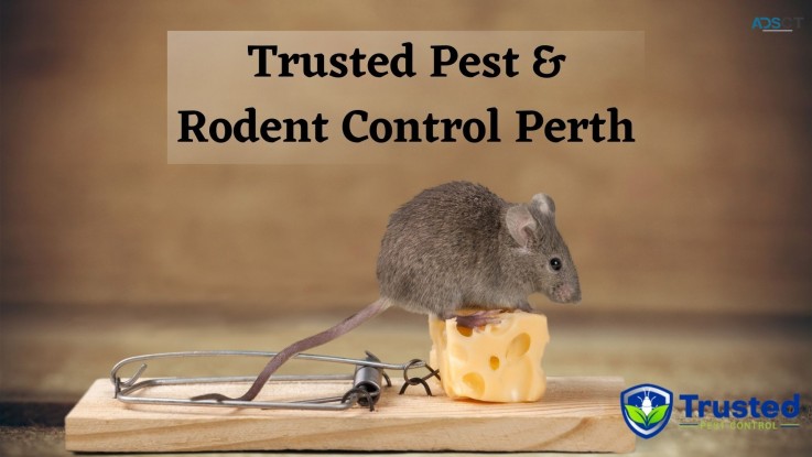 Trusted Rodent Control Perth