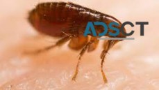 Melbourne Pest Control Service