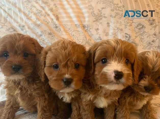 Adorable Cavapoo puppies 