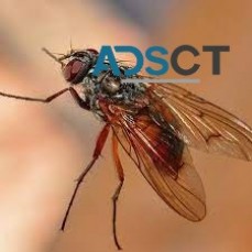 Best Flies Control Brisbane