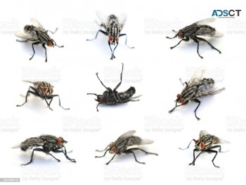 Best Flies Control Brisbane