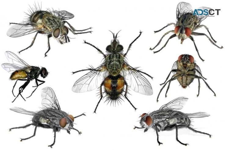 Best Flies Control Brisbane