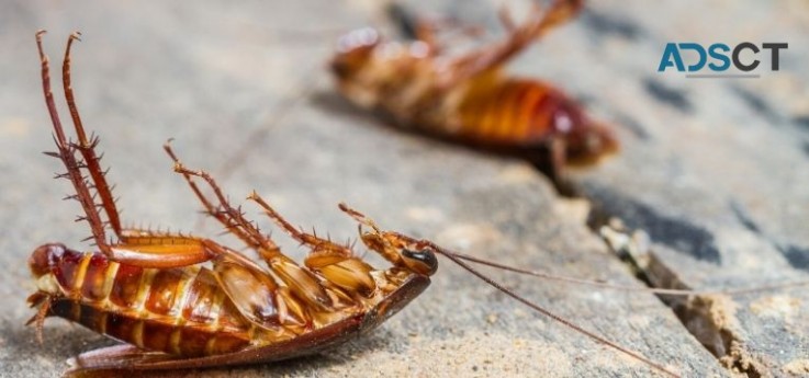 Arrow Exterminating Cockroach Control Perth