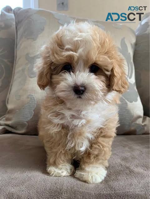  Maltipoo pup needed a new sweet home 