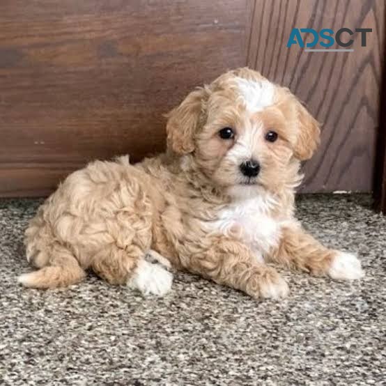  Maltipoo pup needed a new sweet home 